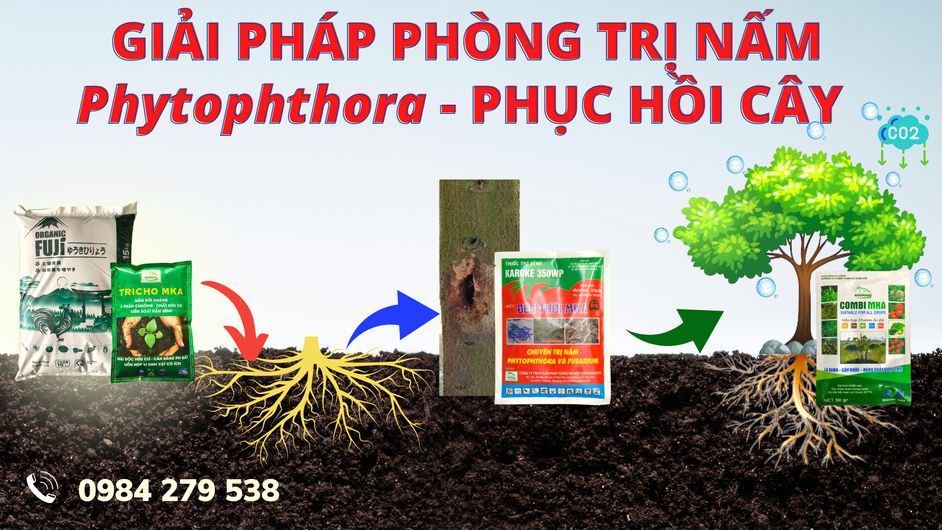 Phytopthora và cách phòng trị bệnh nứt thân xì mủ trên sầu riêng